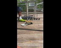 Orange lizard sunbathes at outdoor restaurant 