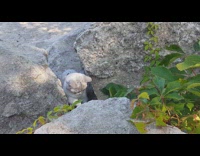 Grey cat tries to catch flying bug
