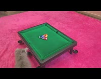 Kitten shoots pool balls into holes