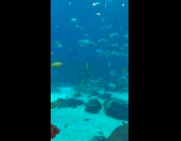 Fish stares at woman taking picture