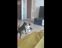 Tuxedo cat stand grab head of dog