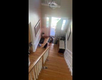 Cat bullying dog backed into corner 