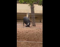 Buffalo flips tortoise and saves it 