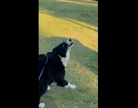 Dog trying to bite bird flying
