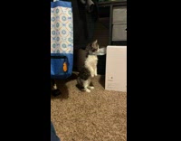 Tiny grey kitten stands on hind legs
