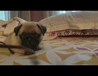 Pug puppy bites pink black glasses 