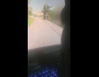 Pet cat touches the map on the computer screen 