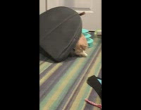 Cat inside of a small black pet tent tumbling around on the floor
