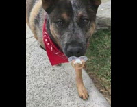 brown dog walking with pacifier in mouth 