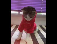 Grey white cat wears red supreme sweater