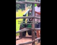 Piglet screams while carried by the man