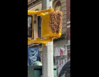 Swarm of bees on pedestrian signals street