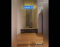 Grey kitten cat jumps over toilet paper 