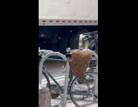 Bee swarm hive on the bike seat Part 4