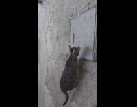 Cat crouched down wiggling butt while staring at stick