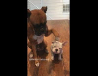 Two dogs are best friends forever 