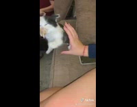 Collab BitchMP - Kitten hangs onto chicken wing bone