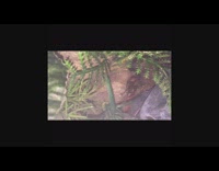 Spider on a rock drinks water in a time lapse