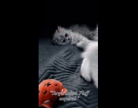 Kitten plays with other cat wiggling tail