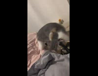 Cat and chihuahua dog play fight on bed