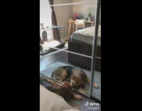 Large black brown dog touches mirror wipe 