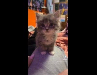 Collab BitchMP - Small kitten on girls leg meows