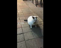 Man Walks to Fat Cat Sit Still