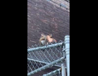 Collab winy - Squirrel on metal fence eat pizza slice