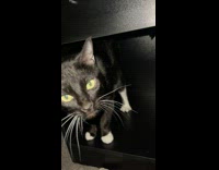 Collab BitchMP - Black cat stomps hind legs 