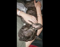 Sleeping black brown french bulldog dog snores 