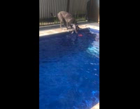 Gray dog get toy from swimming pool