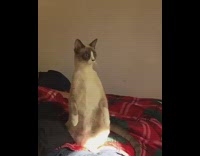 white cat standing upright looking outside