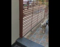 Golden retriever puppy brings newspaper delivery inside 