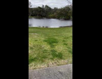 Woman pulls dog from puddles lies down