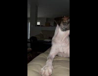 Dog gets excited be out for walk