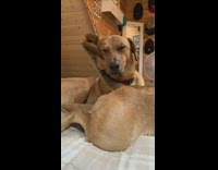 Dog gets tail wagged in face