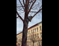 Baby doll toy hangs on the tree