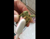 Baby tortoise gets cleaned with a toothbrush