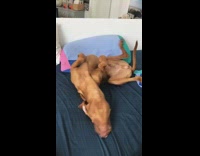 Large brown dog rolls on back bed 