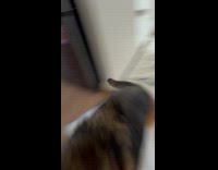 German Shepherd dog remove blanket and play