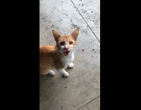Person have meow conversation with orange white kitten