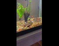 Frog in fish tank uses leaf as life vest