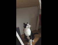 Cat Sits Still as it Stares at Piece of Paper