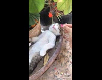 Kitten sleeps in flower pot 