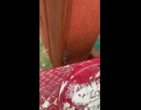 Spotted lantern fly try to reach wood