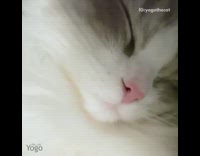 Closeup of the sleeping cat lightly snoring 