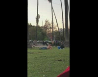 Shirtless guy palm trees park pics