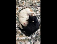 White and black cat sleep like yinyang 