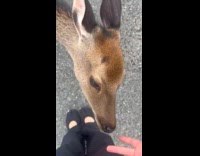 Deer approach woman wear Nike Air Rift