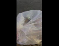 A big rat comes out of a clear plastic trash bag on the sidewalk 
